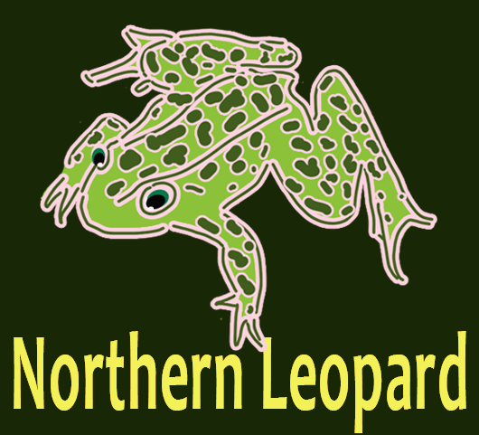 northern leopard