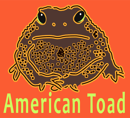 american toad